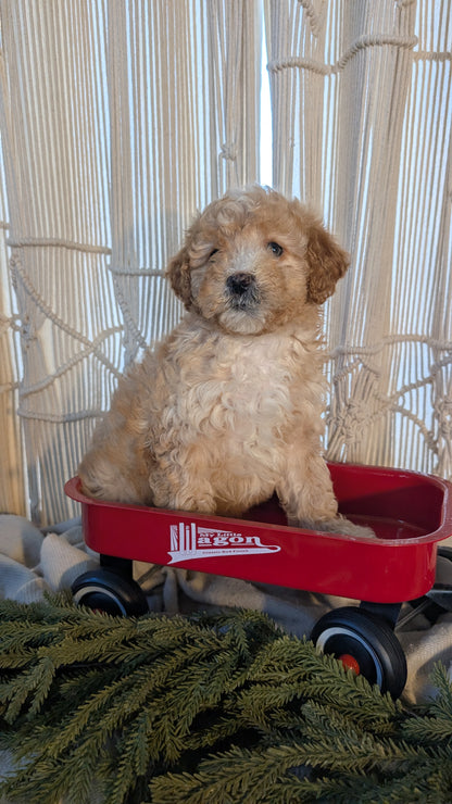 CAVAPOO (NOV 17) MALES