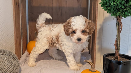 MINI POODLE (AUG 06) 5 FEMALES