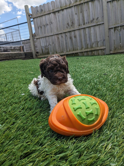 COCKAPOO (05/02) MALE