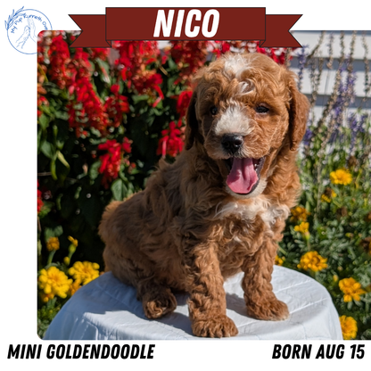 MINI GOLDENDOODLE (08/15) MALE