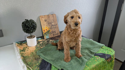 MINI GOLDENDOODLE (12/09) MALE