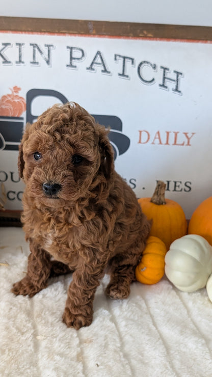 MINI GOLDENDOODLE (09/21) FEMALE