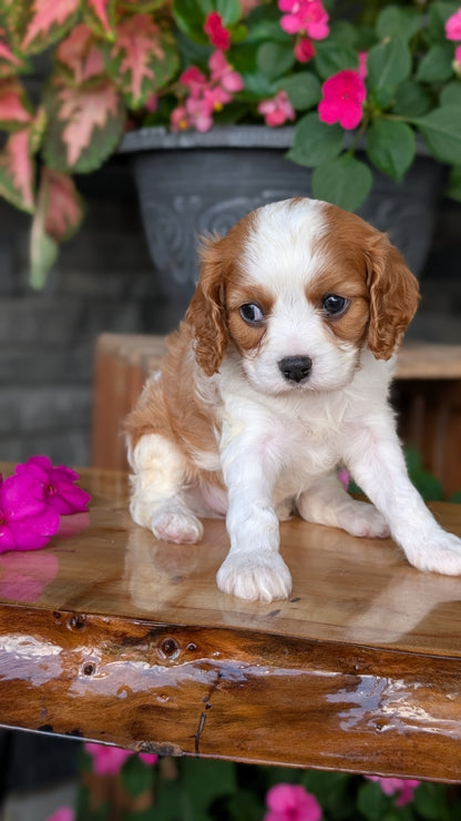 CAVALIER (JUL 18) 3 FEMALES/2 MALES
