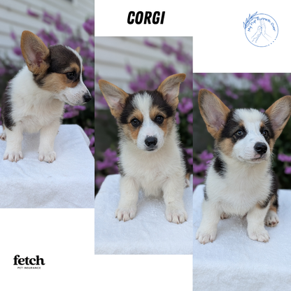 CORGI (JUN 08) FEMALES