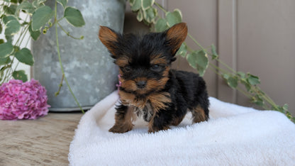 YORKSHIRE TERRIER (06/05) MALE