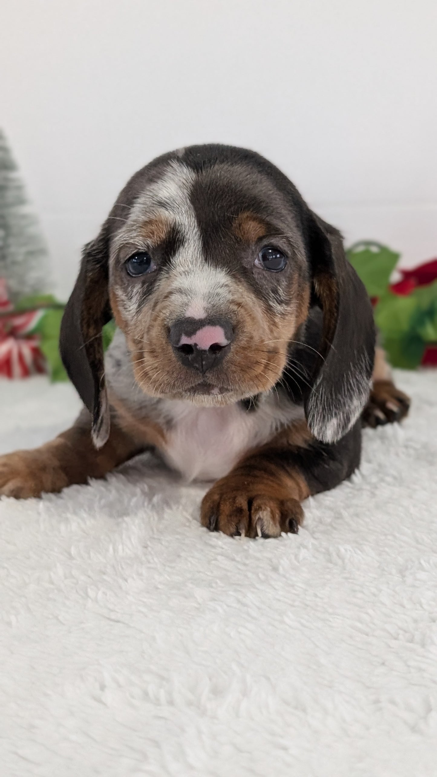 MINI DACHSHUND (OCT 20) MALES