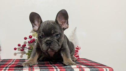 FRENCH BULLDOG (OCT 03) MALES