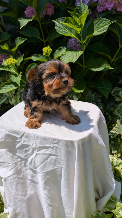 YORKSHIRE TERRIER (05/23) FEMALE