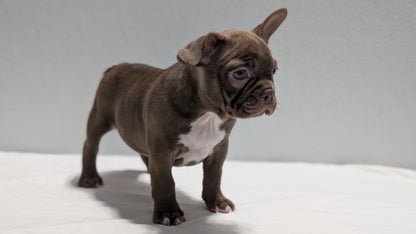 FRENCHTON (NOV 15) FEMALES