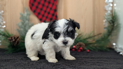 HAVANESE (OCT 25) MALES