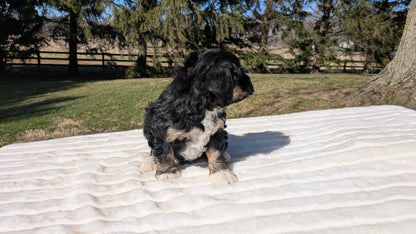 MINI BERNEDOODLE (02/09) MALE