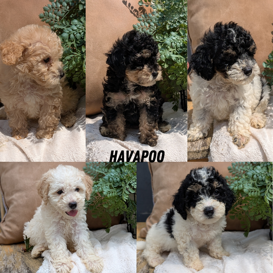 HAVAPOO (06/26) MALE