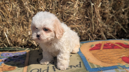 TEDDY BEAR (02/18) FEMALE