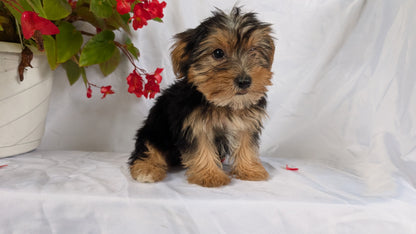 YORKSHIRE TERRIER (06/14) MALE