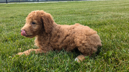 IRISH DOODLE (07/06) FEMALE