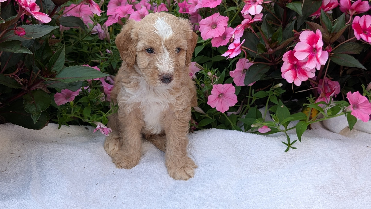 MINI AUSSIEDOODLE (06/21) MALE