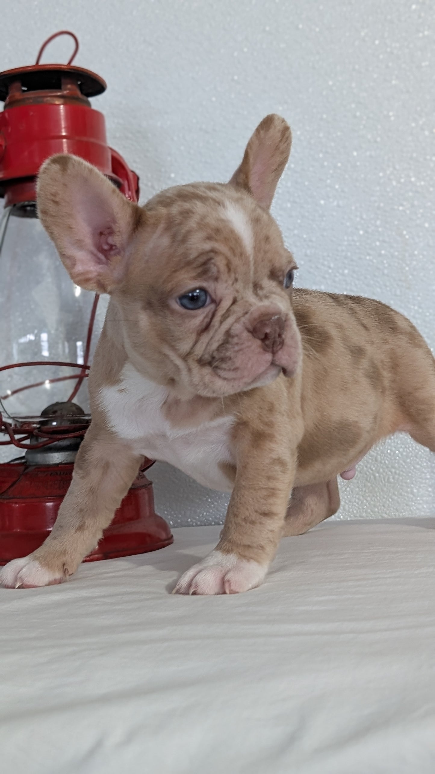 FRENCHTON (NOV 15) MALES