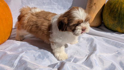 SHIH TZU (07/18) MALE