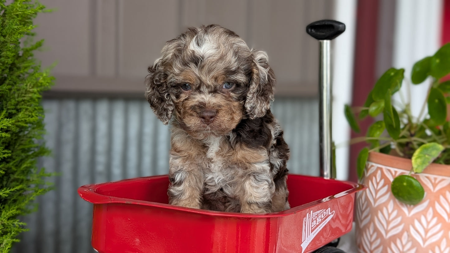 COCKAPOO (MAY 10) MALES