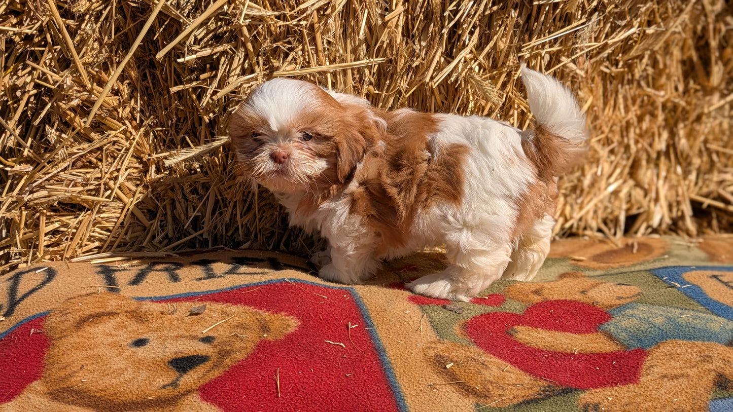 SHIH TZU (01/23) FEMALE