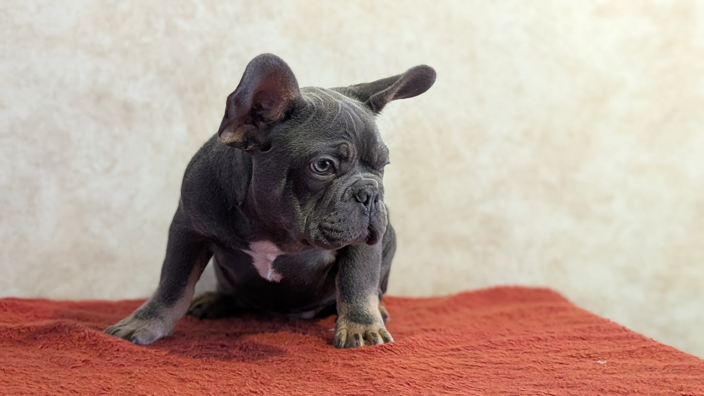 FRENCH BULLDOG (OCT 03) MALES