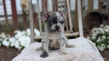 FRENCH BULLDOG (05/20) MALE