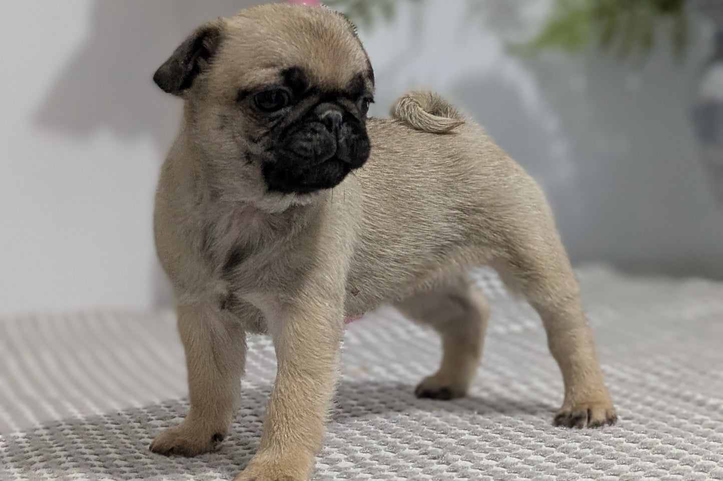 PUG (02/04) FEMALE