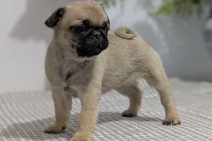 PUG (02/04) FEMALE