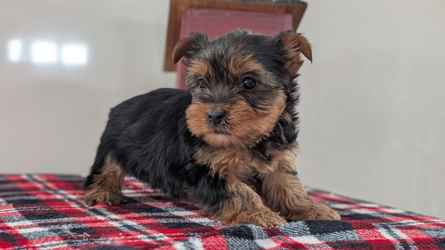 YORKSHIRE TERRIER (DEC 20) FEMALES