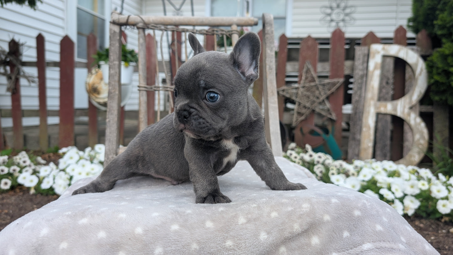 FRENCH BULLDOG (05/20) MALE