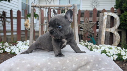 FRENCH BULLDOG (05/20) MALE
