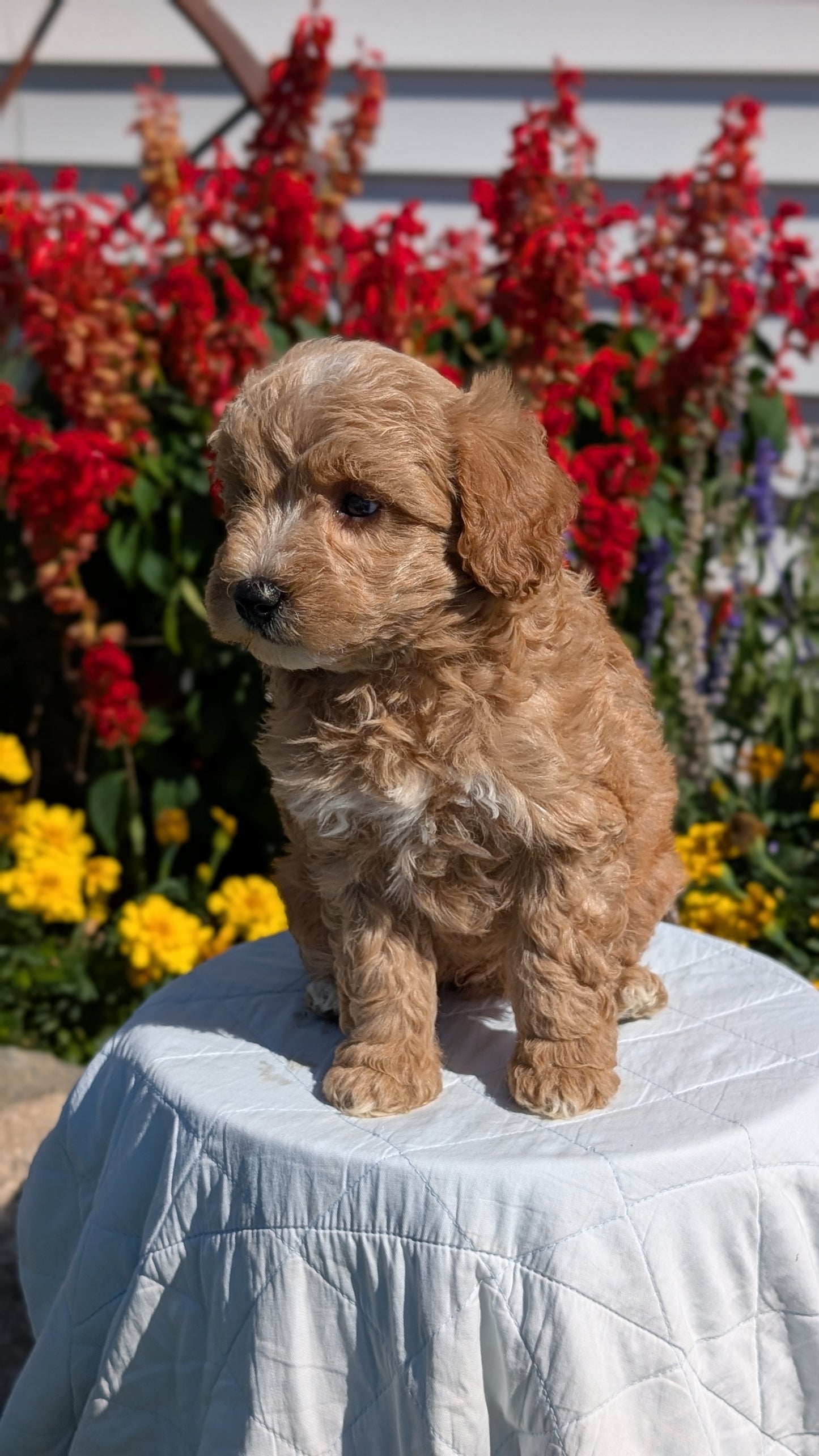 MINI GOLDENDOODLE (08/15) MALE