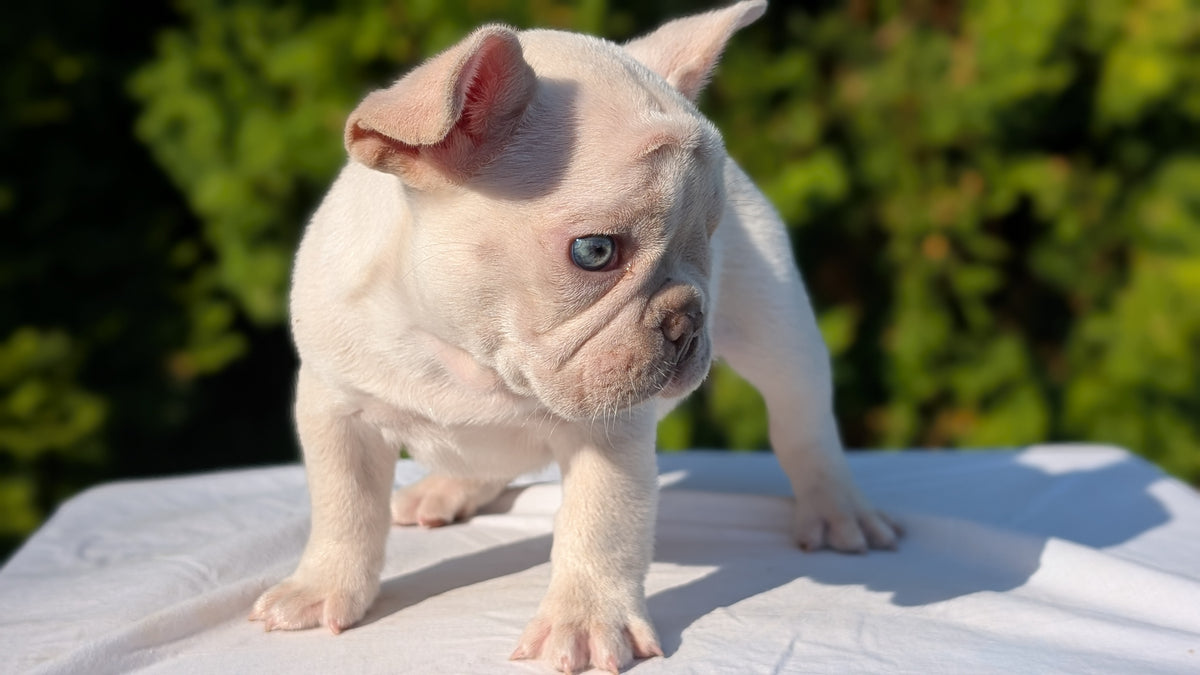 FRENCH BULLDOG (AUG 22) 3 MALES/1 FEMALE