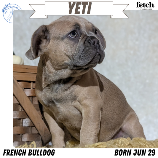 FRENCH BULLDOG (JUN 29) 3 MALES