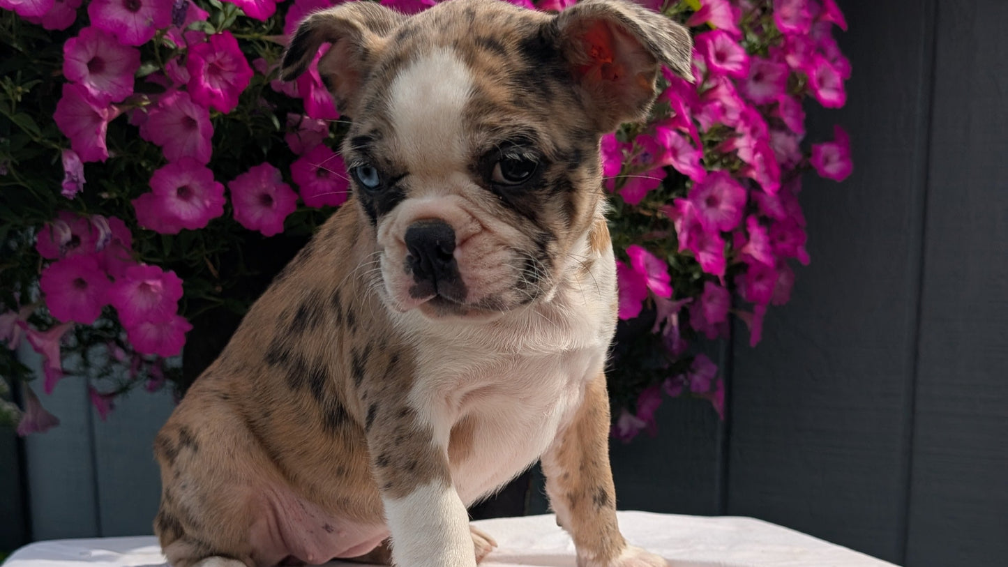 FRENCHTON (06/25) FEMALE