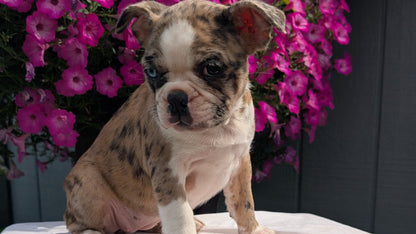 FRENCHTON (06/25) FEMALE