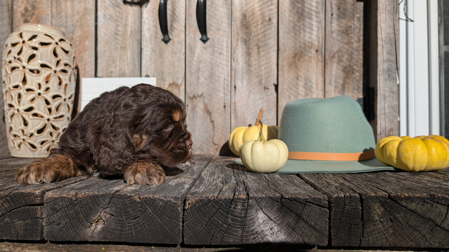 COCKER SPANIEL (09/21) MALE
