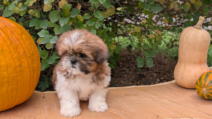 SHIH TZU (08/19) FEMALE
