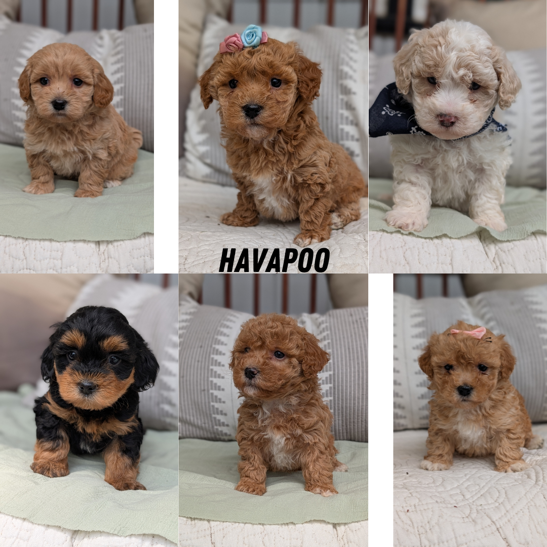 HAVAPOO (MAR 29) FEMALES