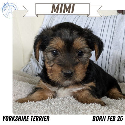 YORKSHIRE TERRIER (02/25) FEMALE