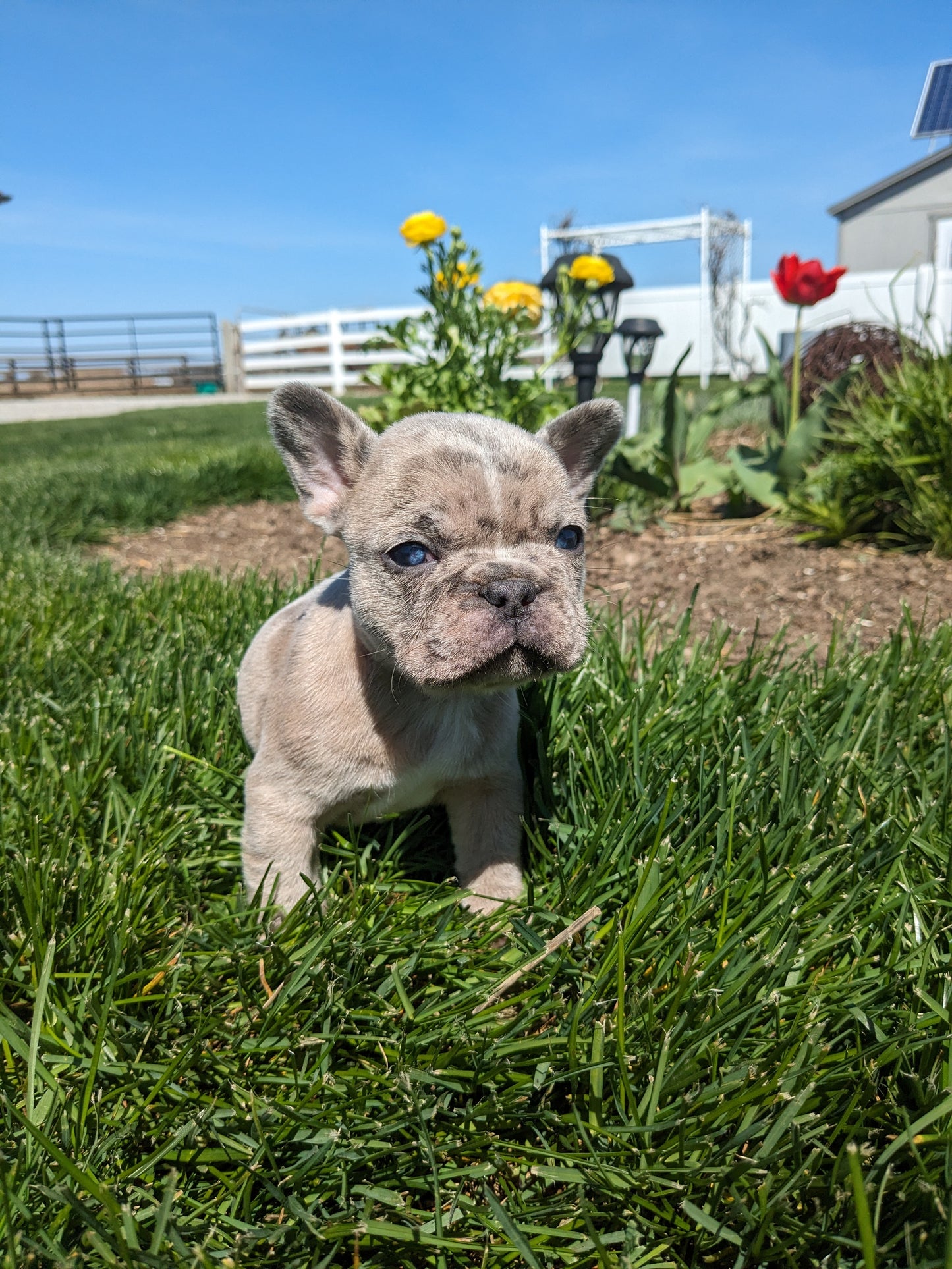 FRENCH BULLDOG (03/15) MALE