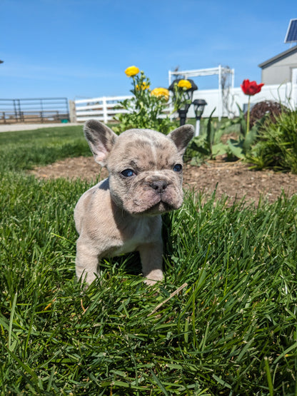 FRENCH BULLDOG (03/15) MALE