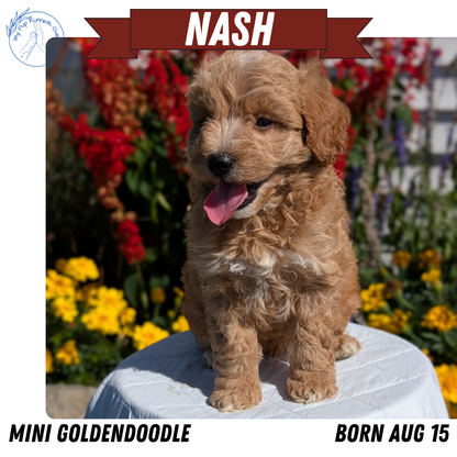 MINI GOLDENDOODLE (08/15) MALE