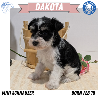 MINI SCHNAUZER (02/18) FEMALE