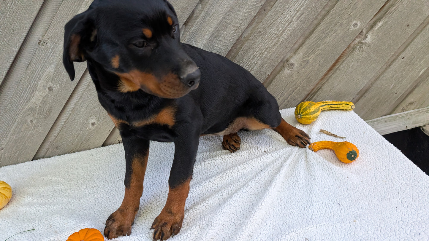 ROTTWEILER (05/28) FEMALE