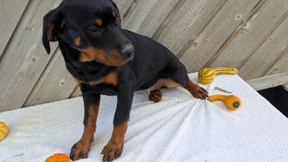 ROTTWEILER (05/28) FEMALE
