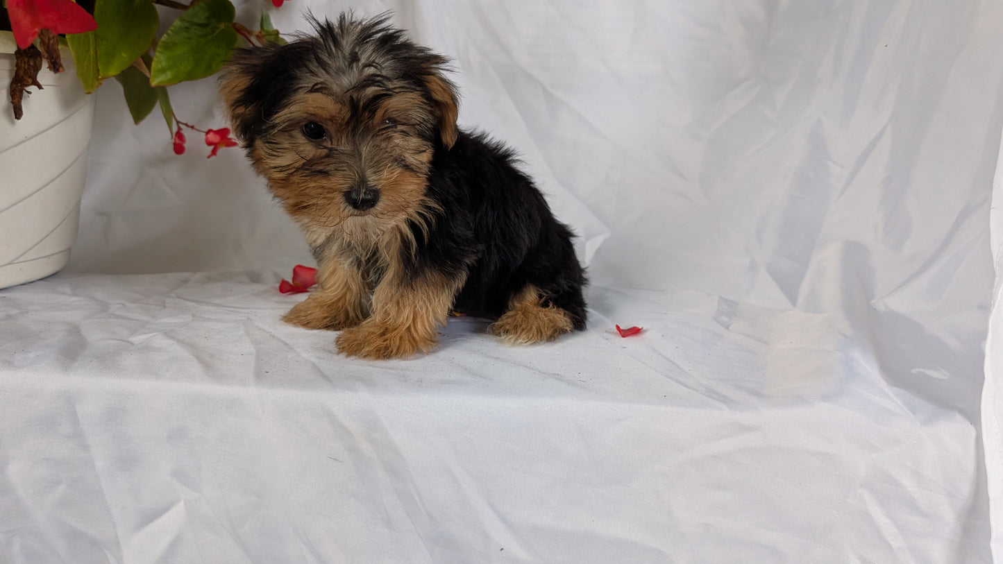 YORKSHIRE TERRIER (06/14) MALE