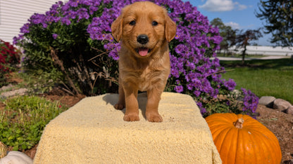GOLDEN RETRIEVER (08/14) FEMALE