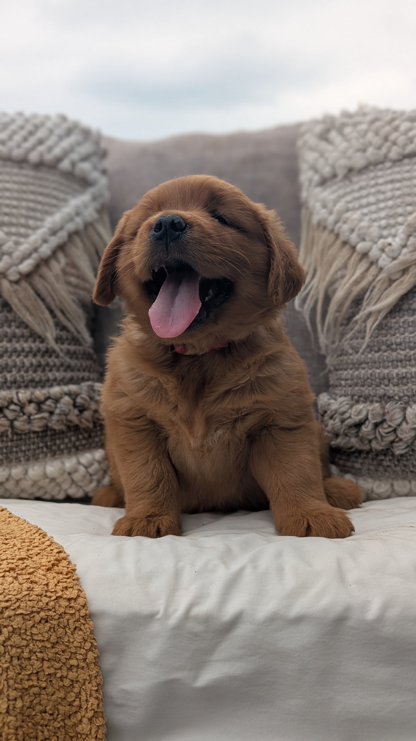 GOLDEN RETRIEVER (JUL 01) MALES