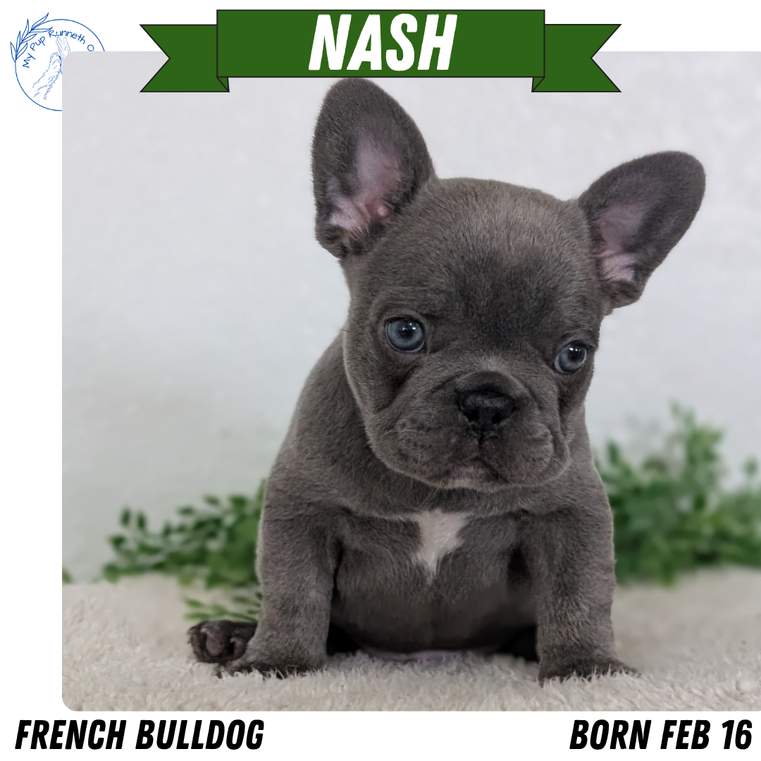 FRENCH BULLDOG (FEB 16) MALE
